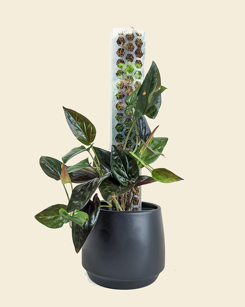 real moss pole Honeycomb Moss Pole for Climbing Plants