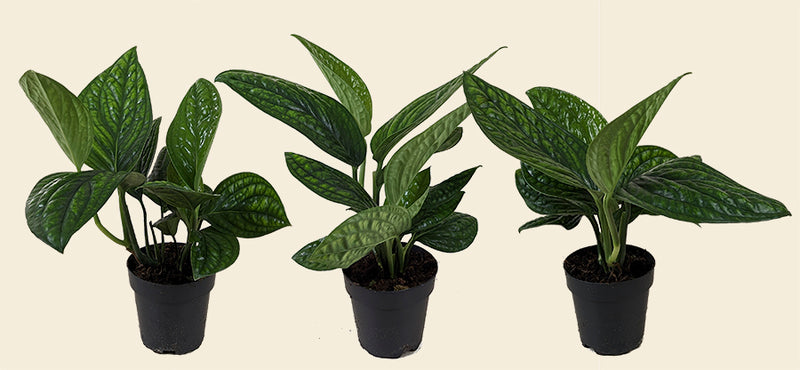 pothos marble planet Marble Planet