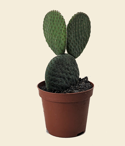 prickly pear cactus uk Prickly Pear Cactus