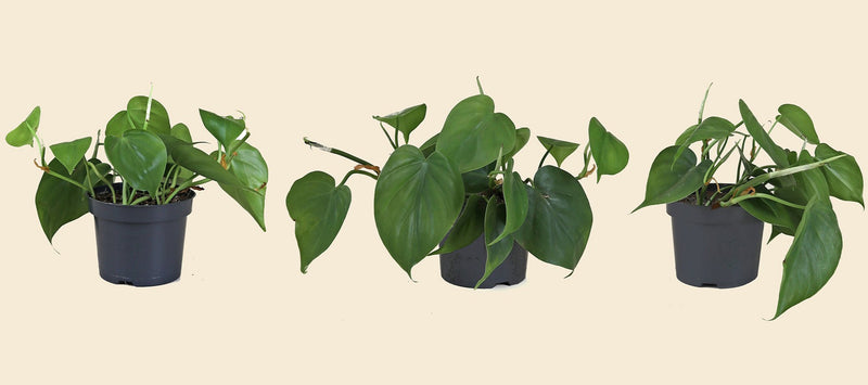 heartleaf philodendron uk Heart-leaf Philodendron