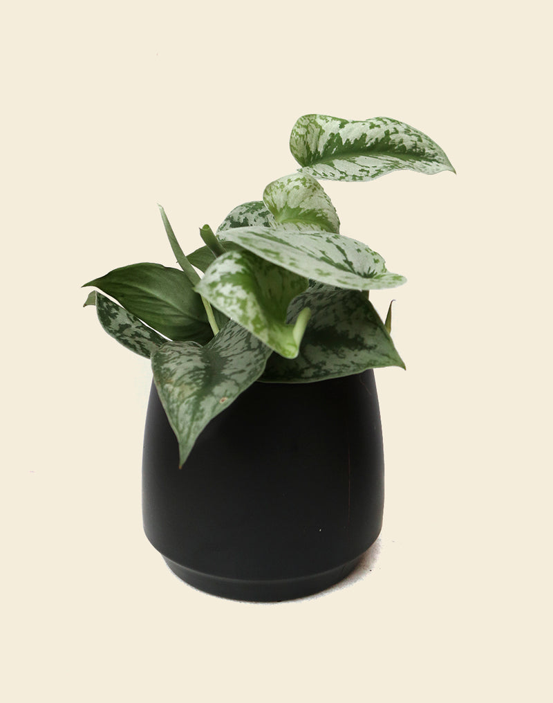 trebie pothos Scindapsus pictus 'Trebie'
