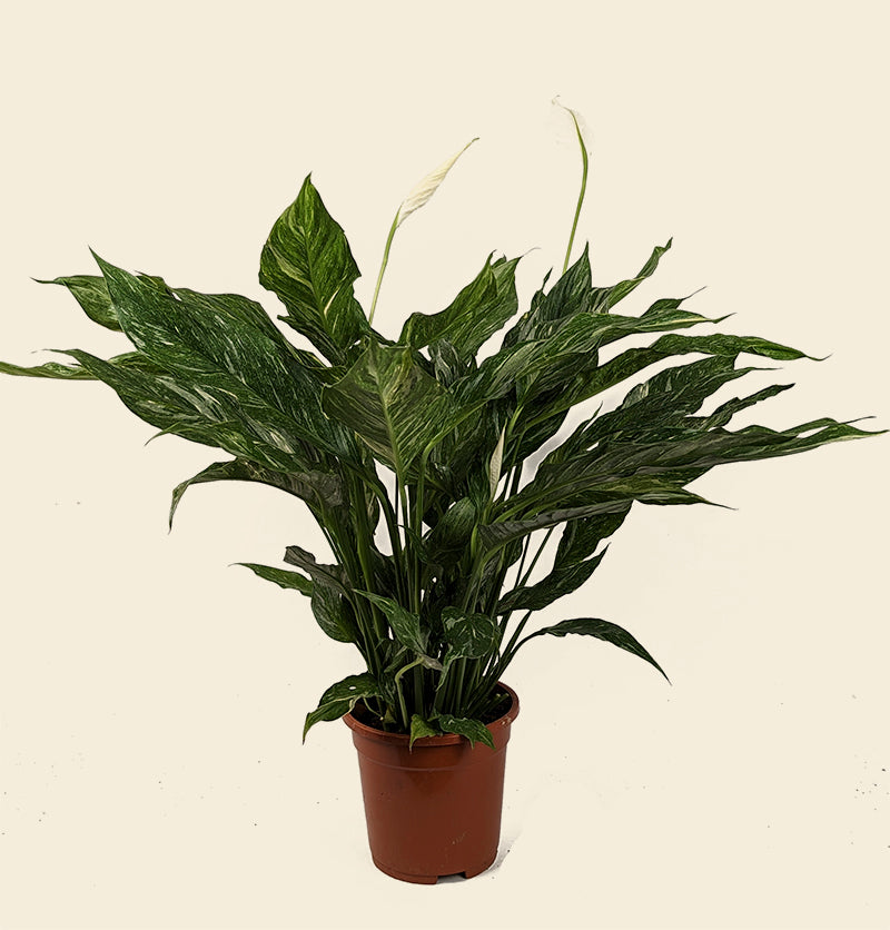 peace lily diamond Diamond Peace Lily