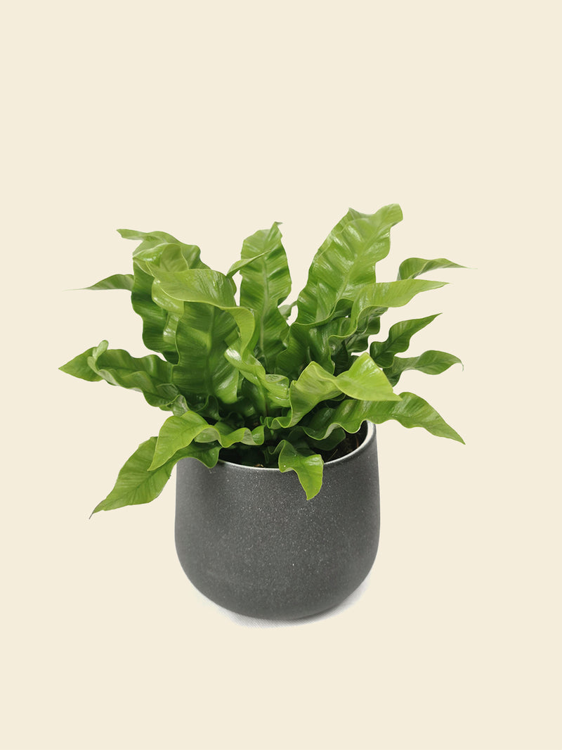 birds nest fern crispy wave Asplenium Crispy Wave