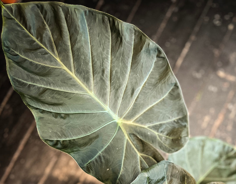 Alocasia care guide