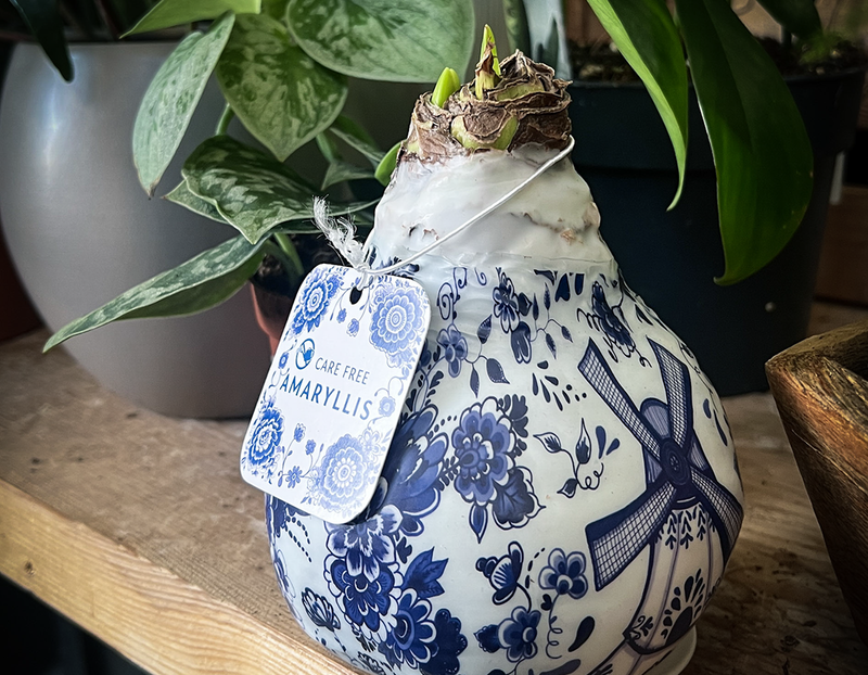 🌟 Wax Amaryllis: The Zero-Care Christmas Flower Everyone’s Obsessed With