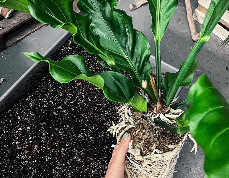 Stop Suffocating Your Plants: Why Repotting Matters (and What’s Actually in That Compost Bag)