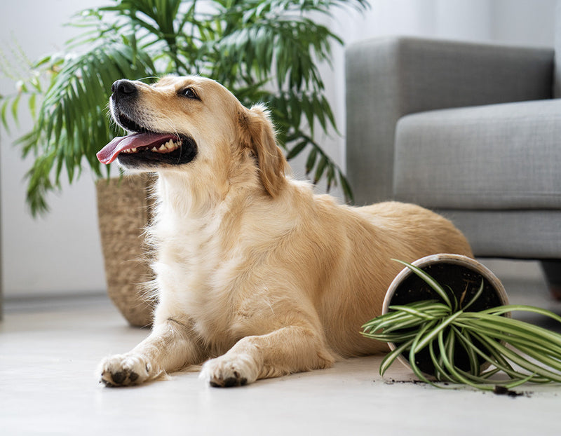 5 Pet-Friendly Plants: How to Keep a Jungle at Home with furry friends