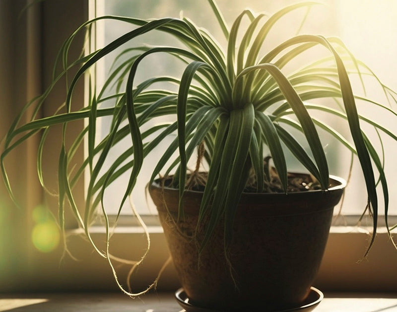 Beat the Heat: Our 7 tips on caring for Houseplants when it’s hot!