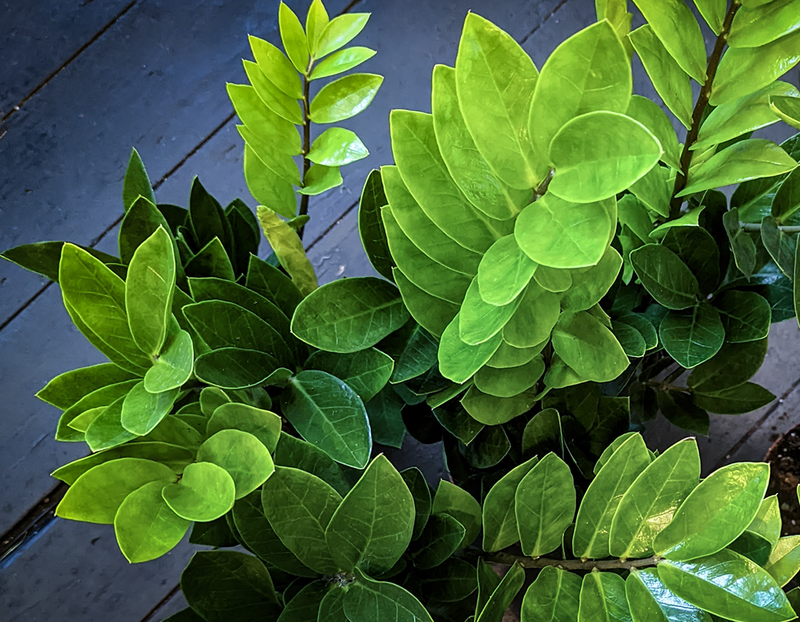 Thriving in the Shadows: The Best Plants for Dark Rooms That Love Low Light