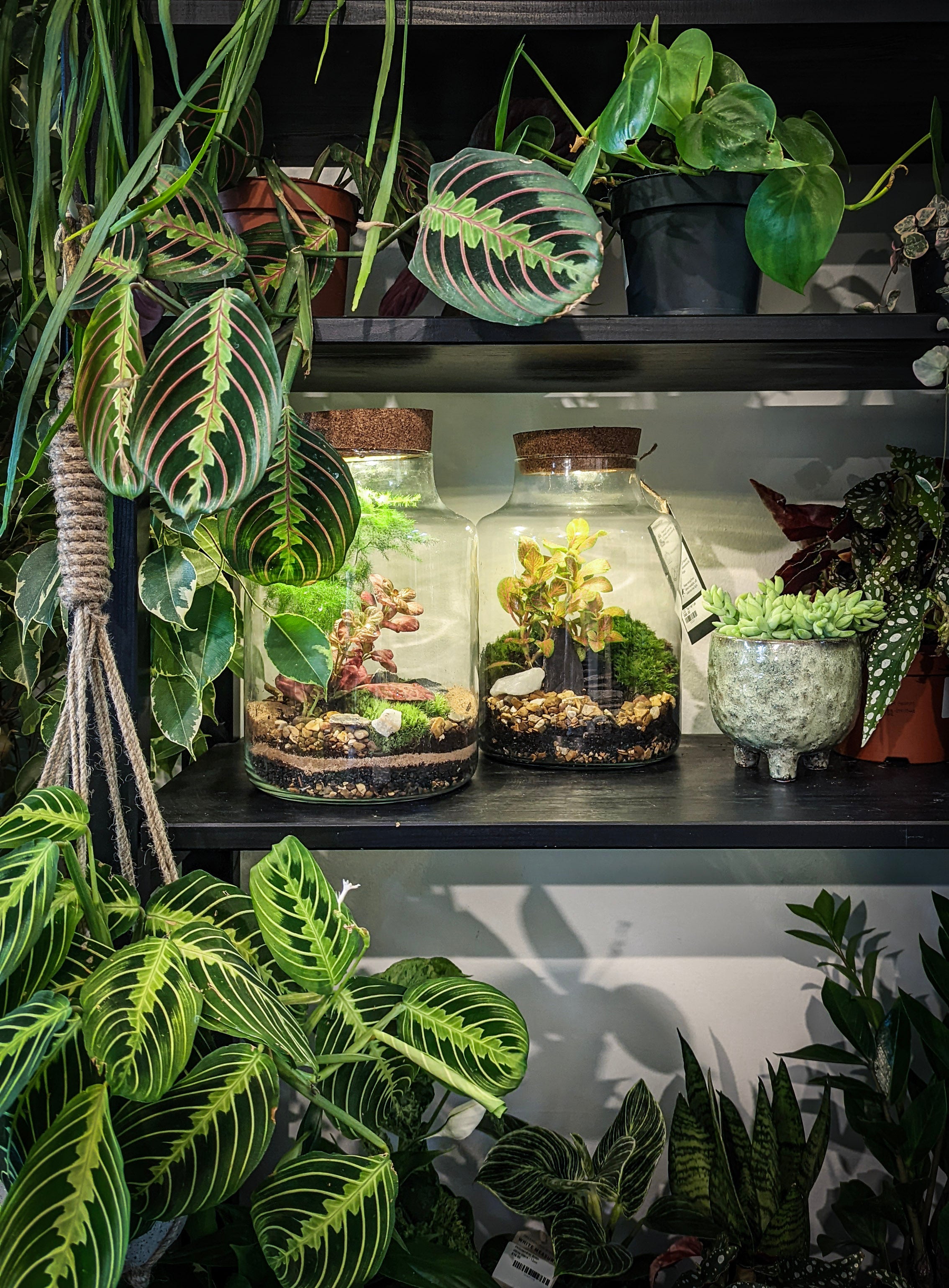 Terrarium Kits and Workshops