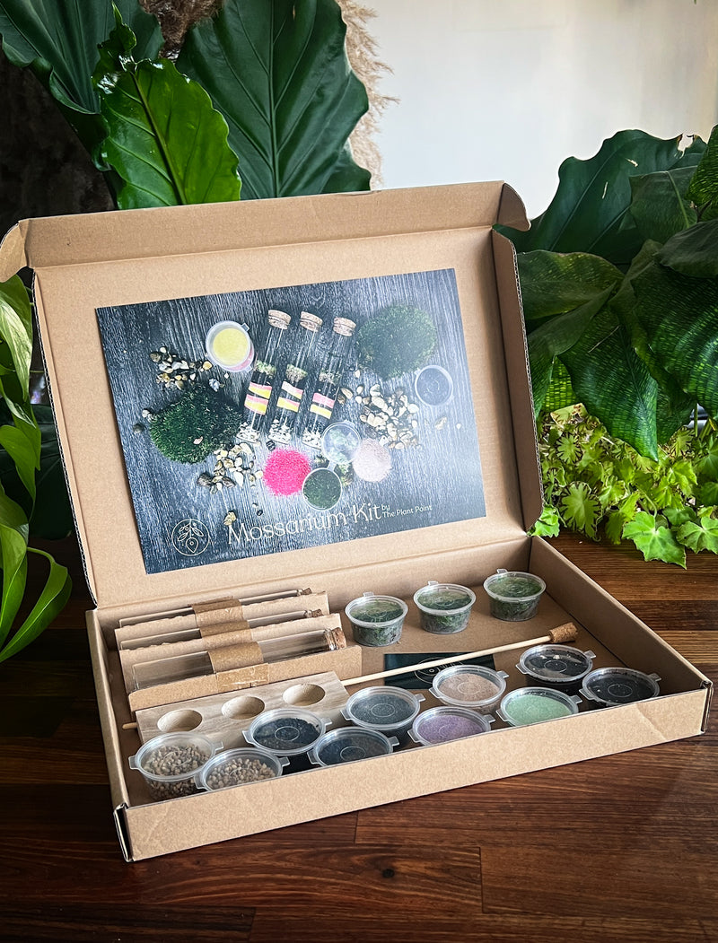 Complete mossarium kit with glass jar, moss, soil, and decorative elements.