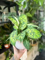 Homalomena ‘Camouflage’