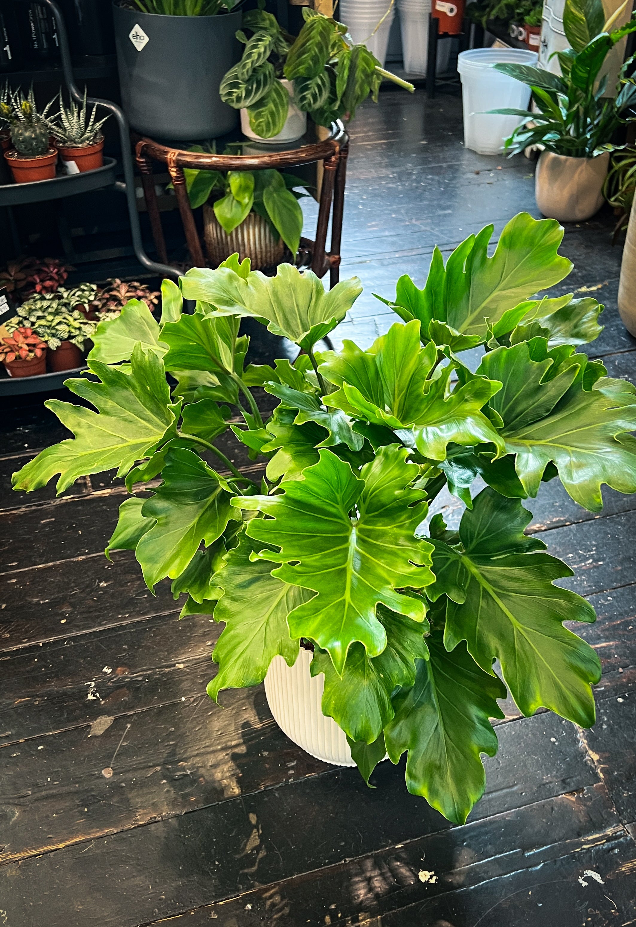 little hope philodendron Philodendron Hope Sellum