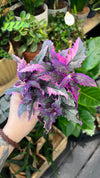 Purple Passion Gynura Variegata - The Velvet Sunshine Plant