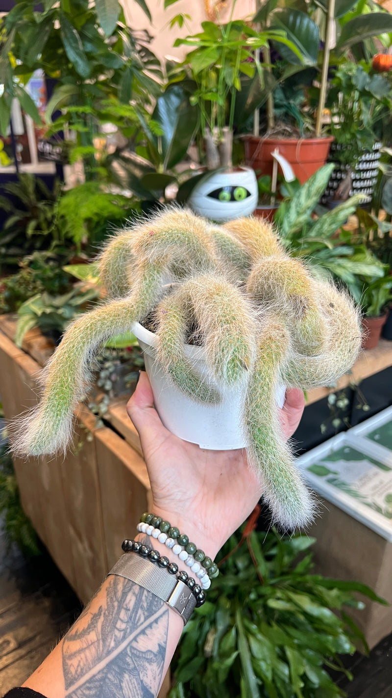 Monkey tail cactus