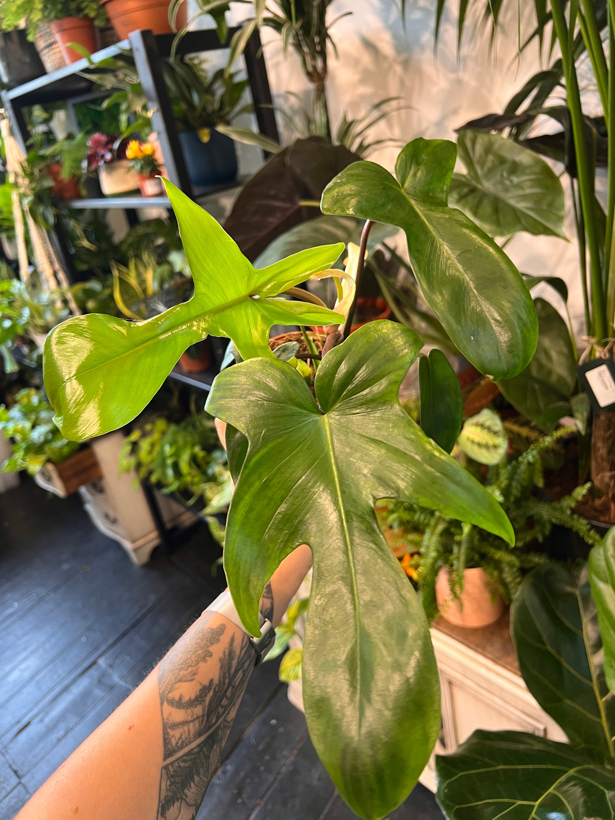 philodendron 'florida green' Philodendron 'Florida Green'