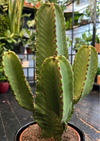 Euphorbia Ingens