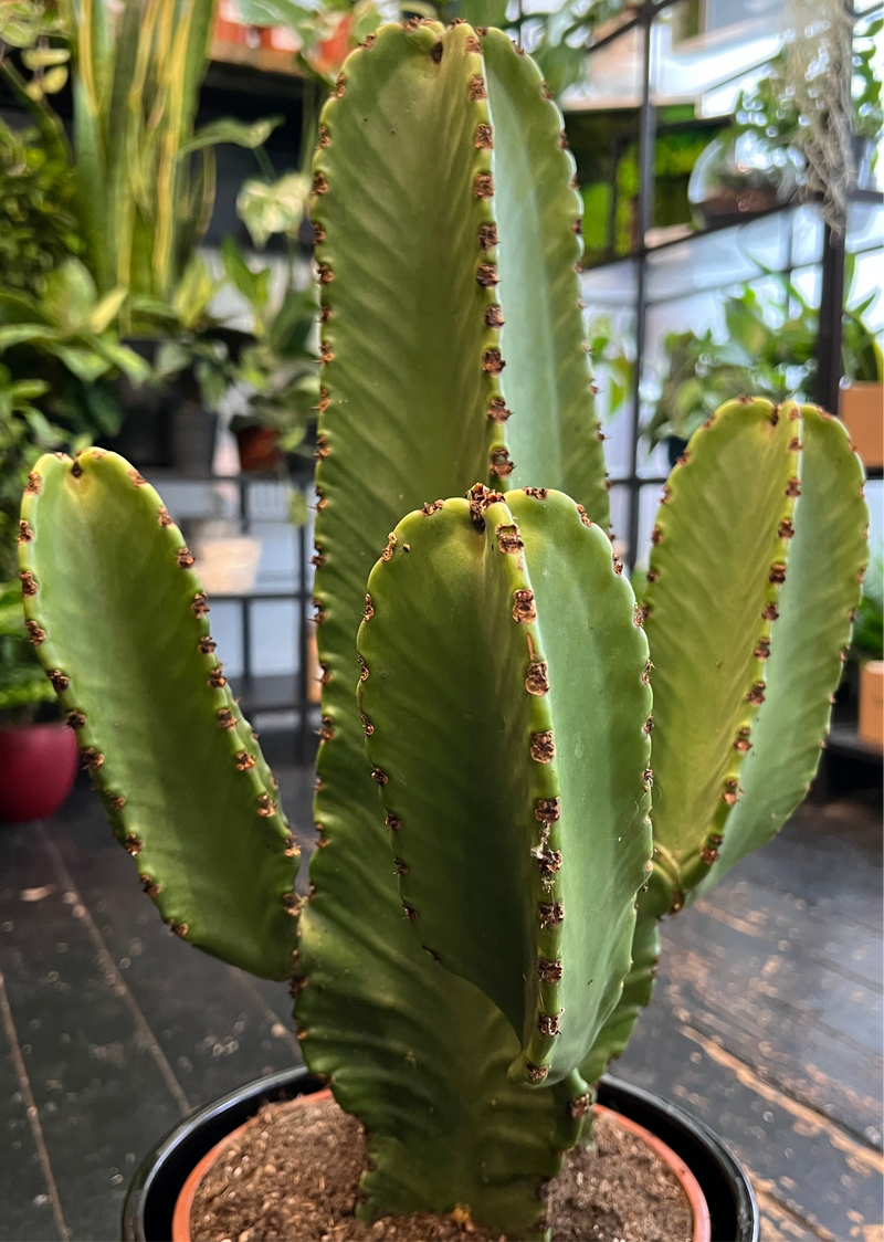 Euphorbia Ingens