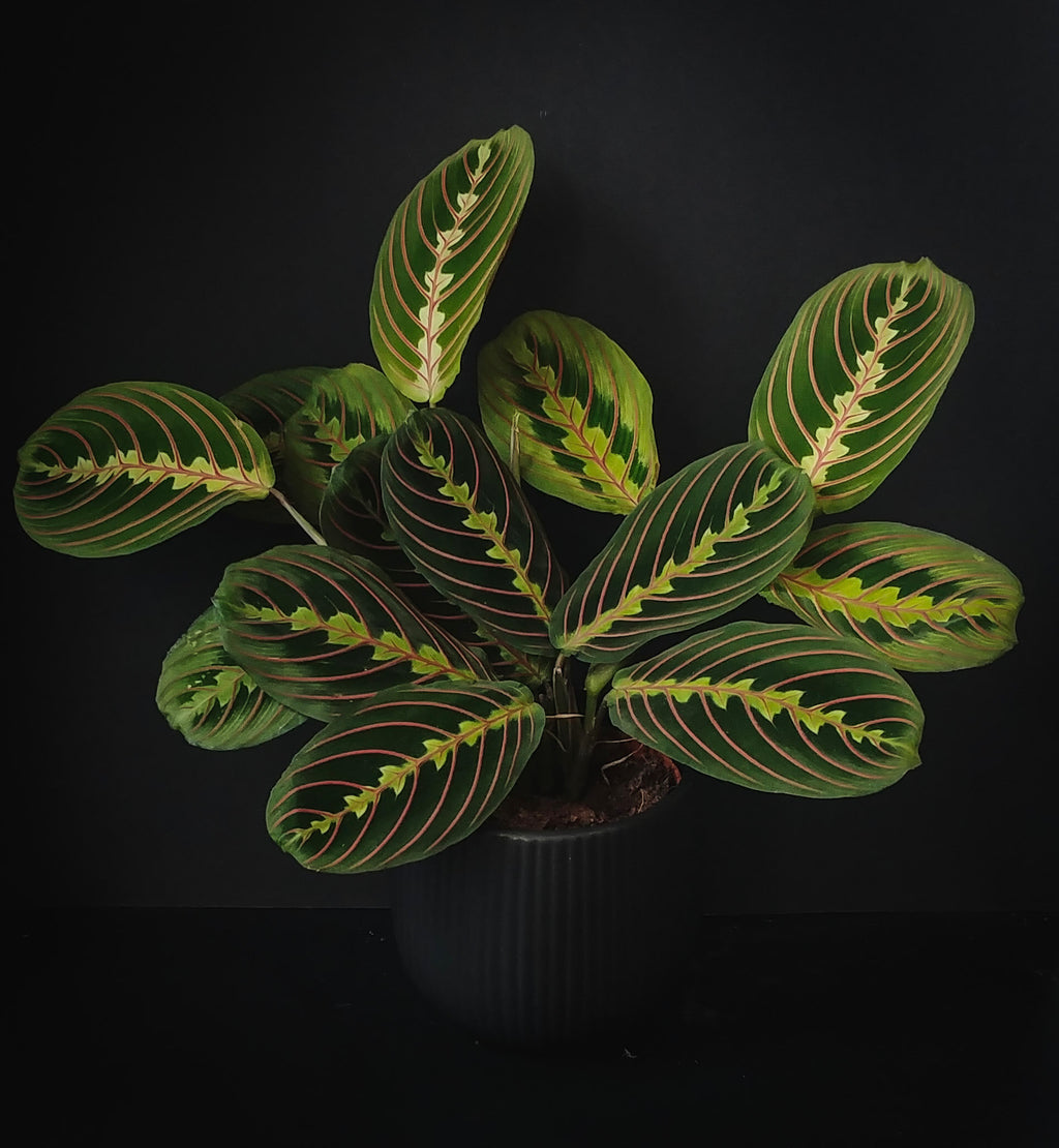 Maranta leuconeura var. 'Fascinator' 'Prayer Plant'