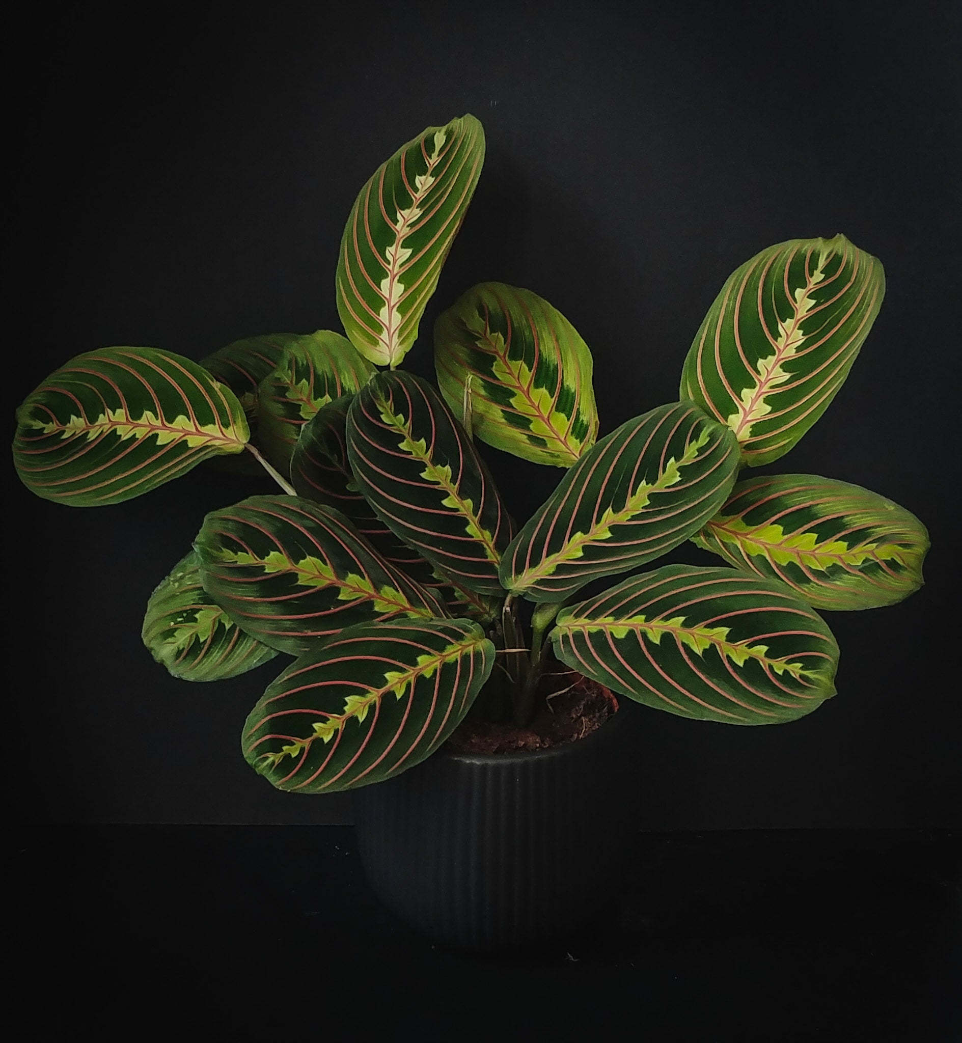 planta prayer Maranta leuconeura var. 'Fascinator' 'Prayer Plant'