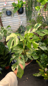 Monstera Tetrasperma Variegated