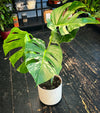 Variegated Monstera Deliciosa