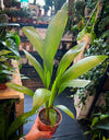 `#detail-photo`