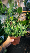 Gasteria ‘Doreen’
