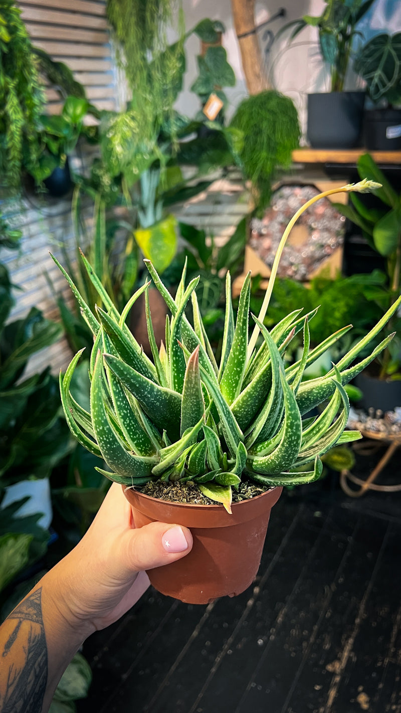 Gasteria ‘Doreen’