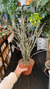 Euphorbia platyclada, dead plant succulent, Madagascar euphorbia, rare succulent for sale, weird houseplants, low maintenance succulent, unique cactus euphorbia, collectors succulent plant, succulent webshop, Euphorbia care guide