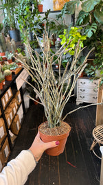 Euphorbia platyclada, dead plant succulent, Madagascar euphorbia, rare succulent for sale, weird houseplants, low maintenance succulent, unique cactus euphorbia, collectors succulent plant, succulent webshop, Euphorbia care guide