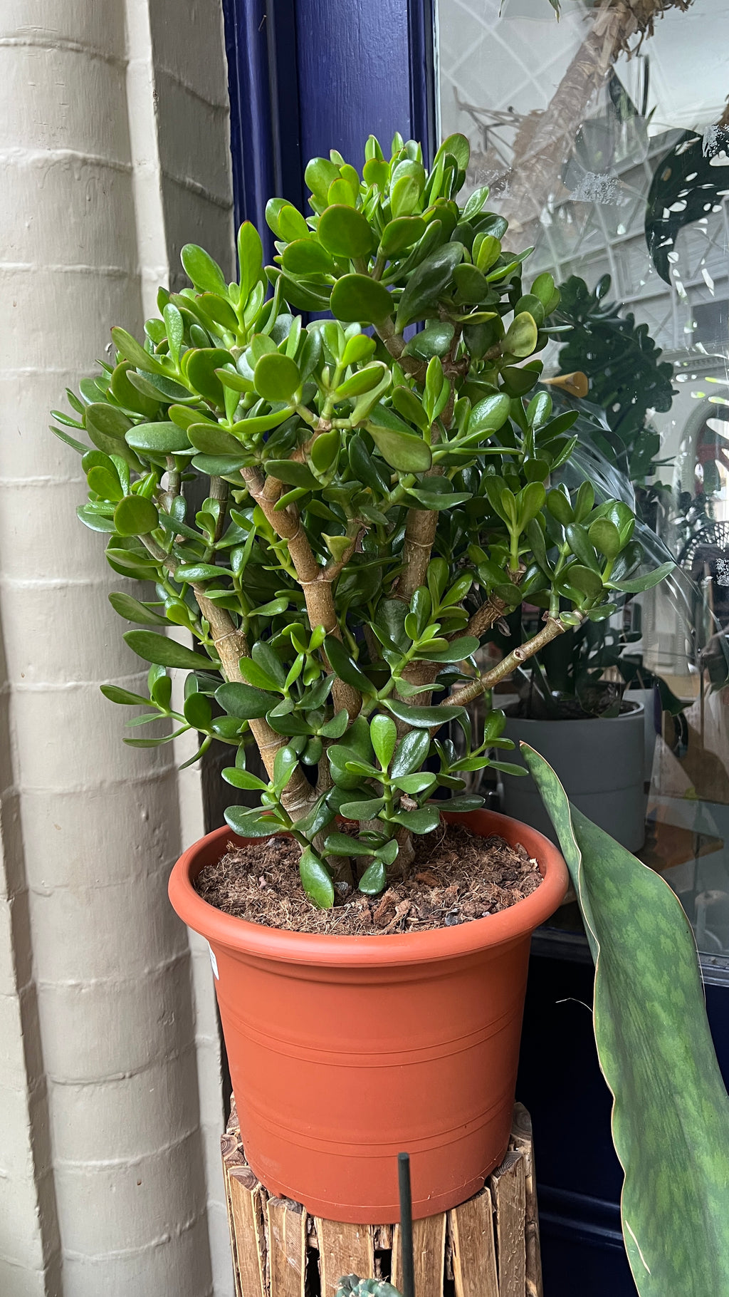 mature jade plant for sale Crassula Ovata Tree 'Jade Plant'