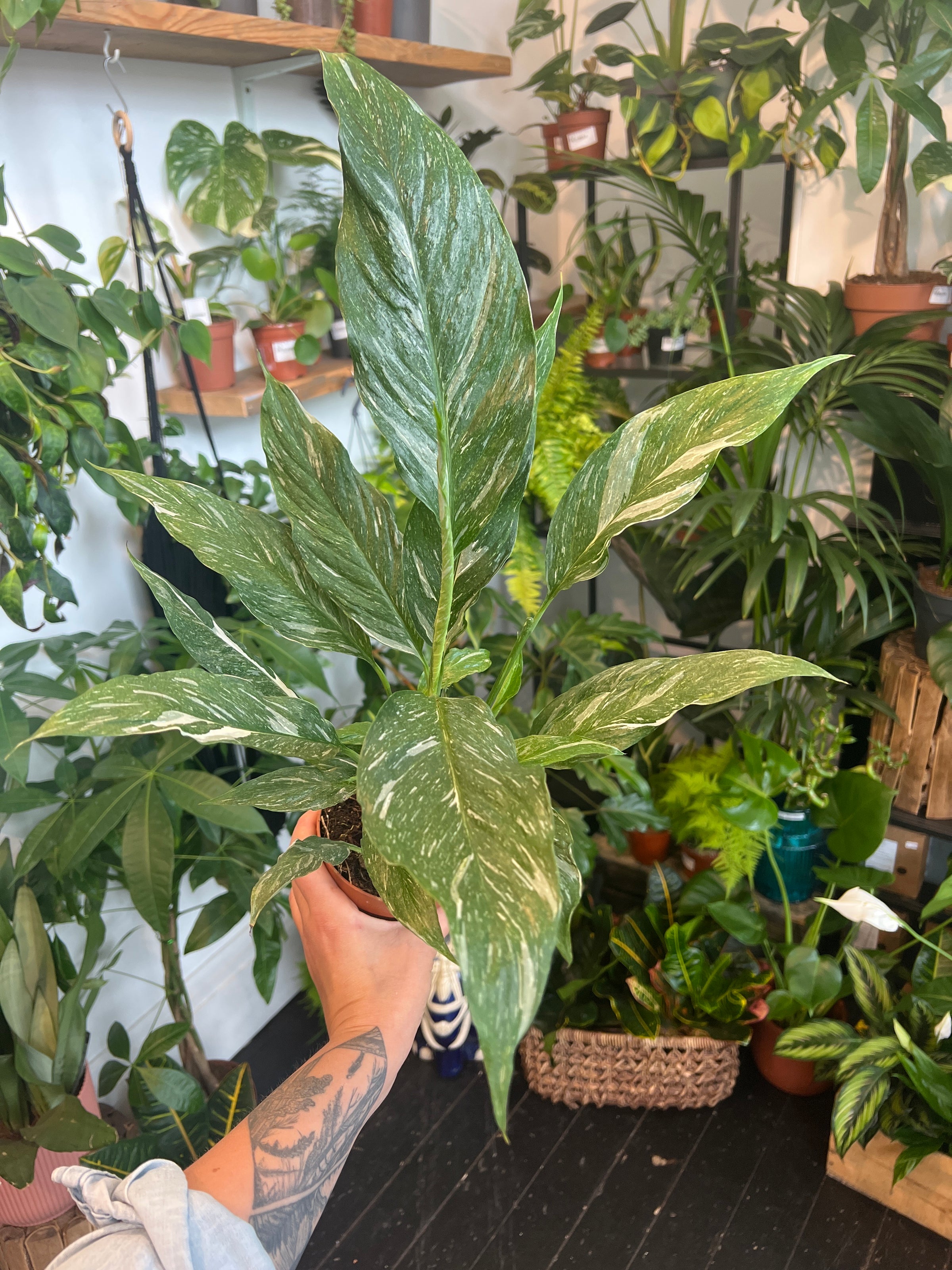 peace lily diamond Diamond Peace Lily