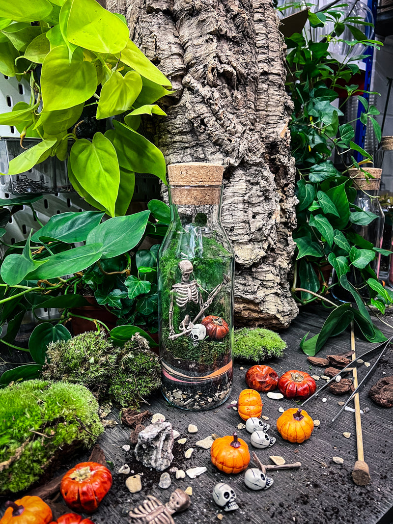 Bottle Terrarium Workshop