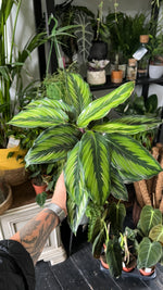 Calathea Beauty Star