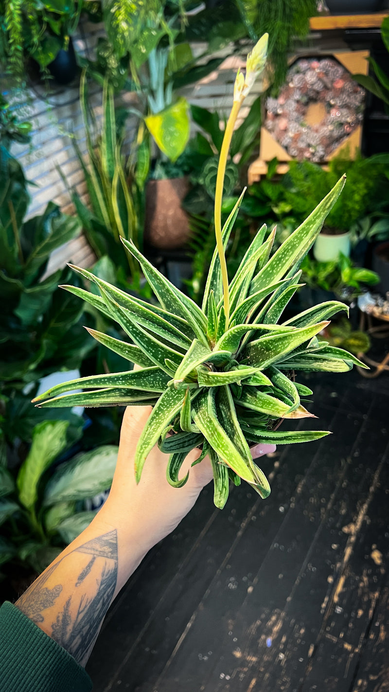 Gasteria ‘Doreen’