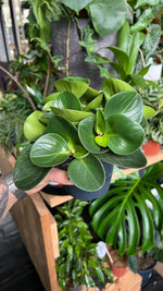 Peperomia obtusifolia