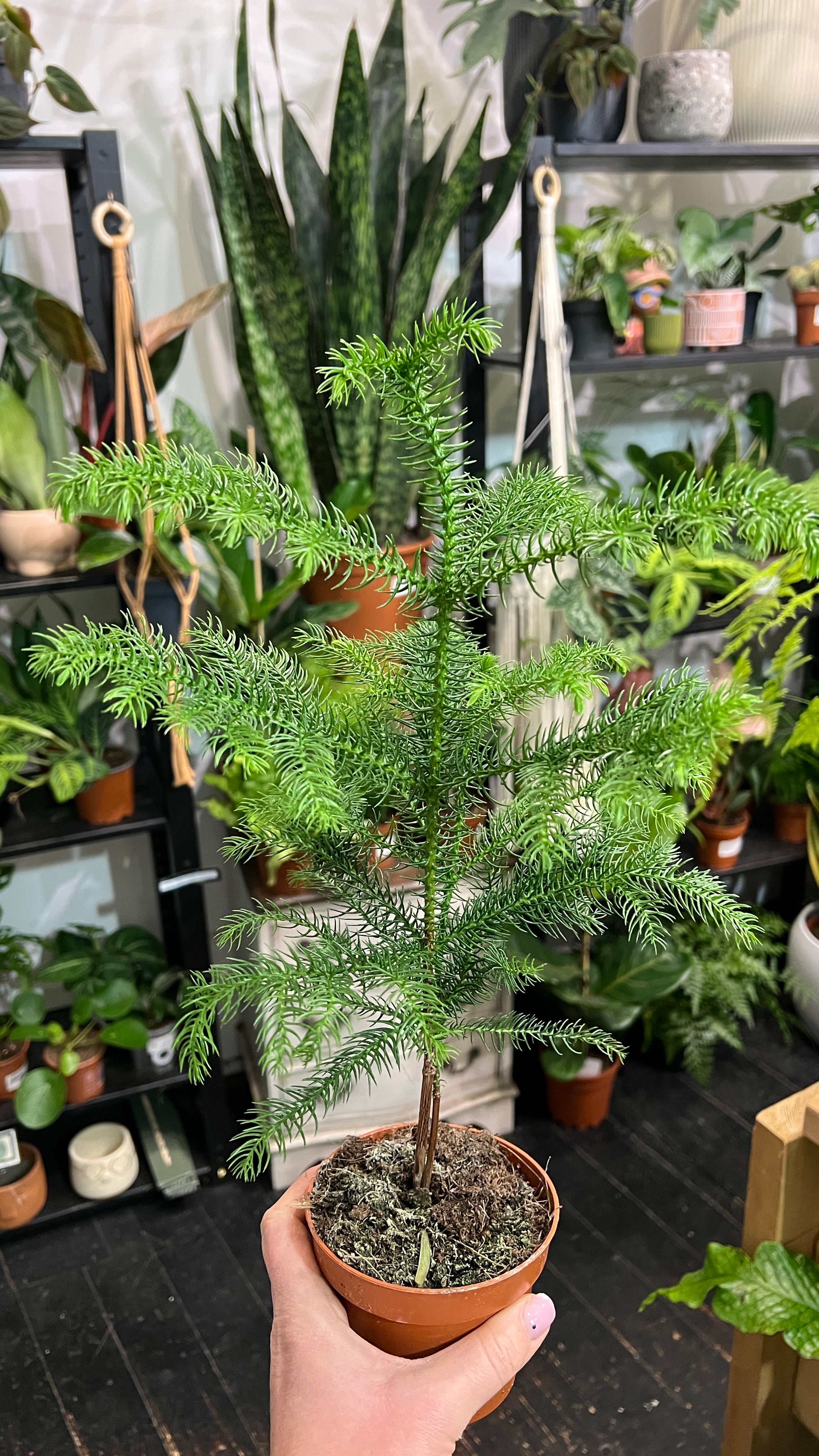 araucaria plant indoor Araucaria Norfolk Island Pine