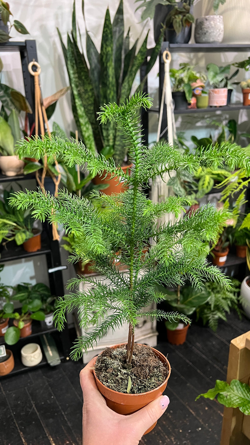 Araucaria Norfolk Island Pine