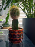 Yellow-topped Moon Cactus in bright indoor lighting