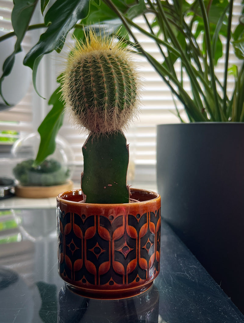 Yellow-topped Moon Cactus in bright indoor lighting