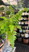 Nephrolepis biserrata 'Macho Fern'