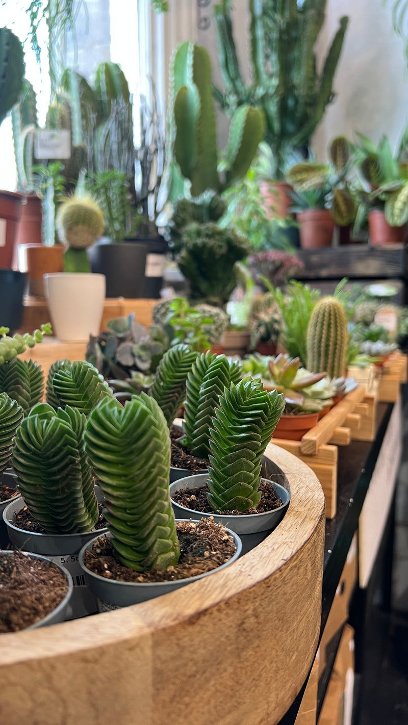 Crassula 'Buddha's Temple'