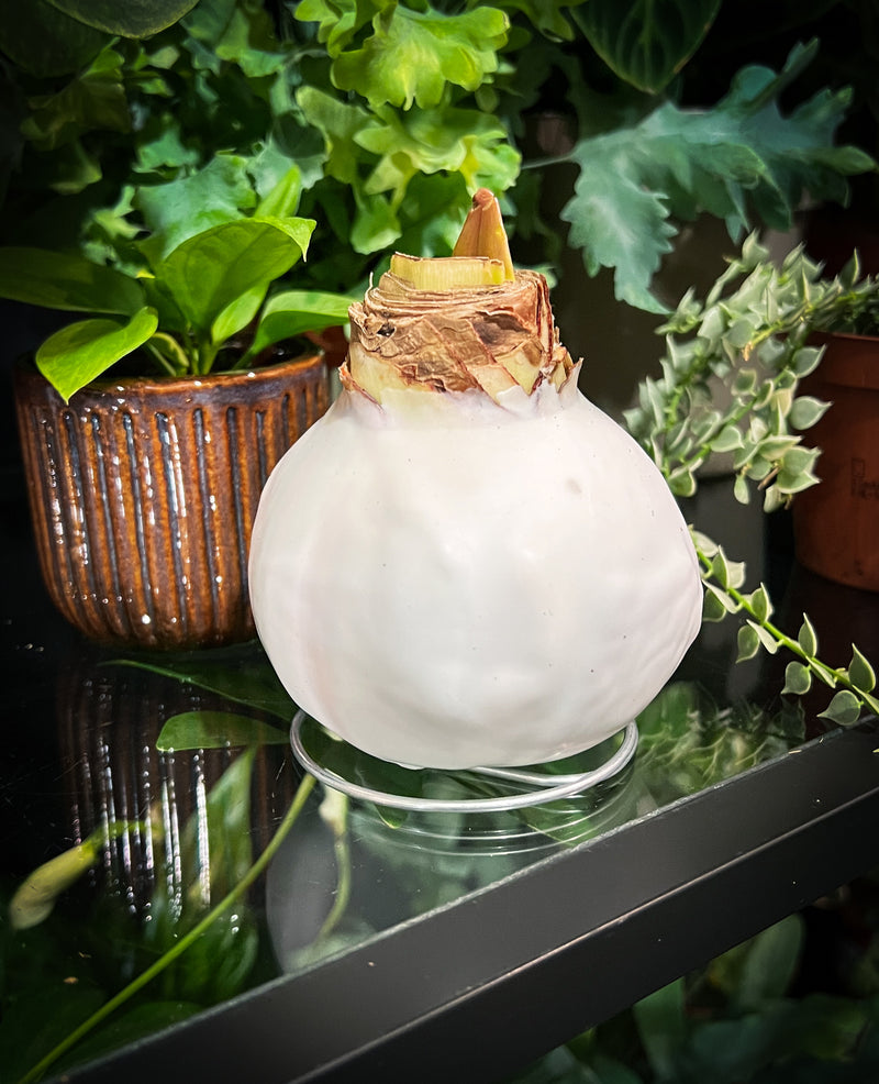 Amaryllis Bulb in Wax Beautiful, Easy-Care Winter Flower Christmas Gift