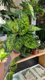 Homalomena ‘Camouflage’