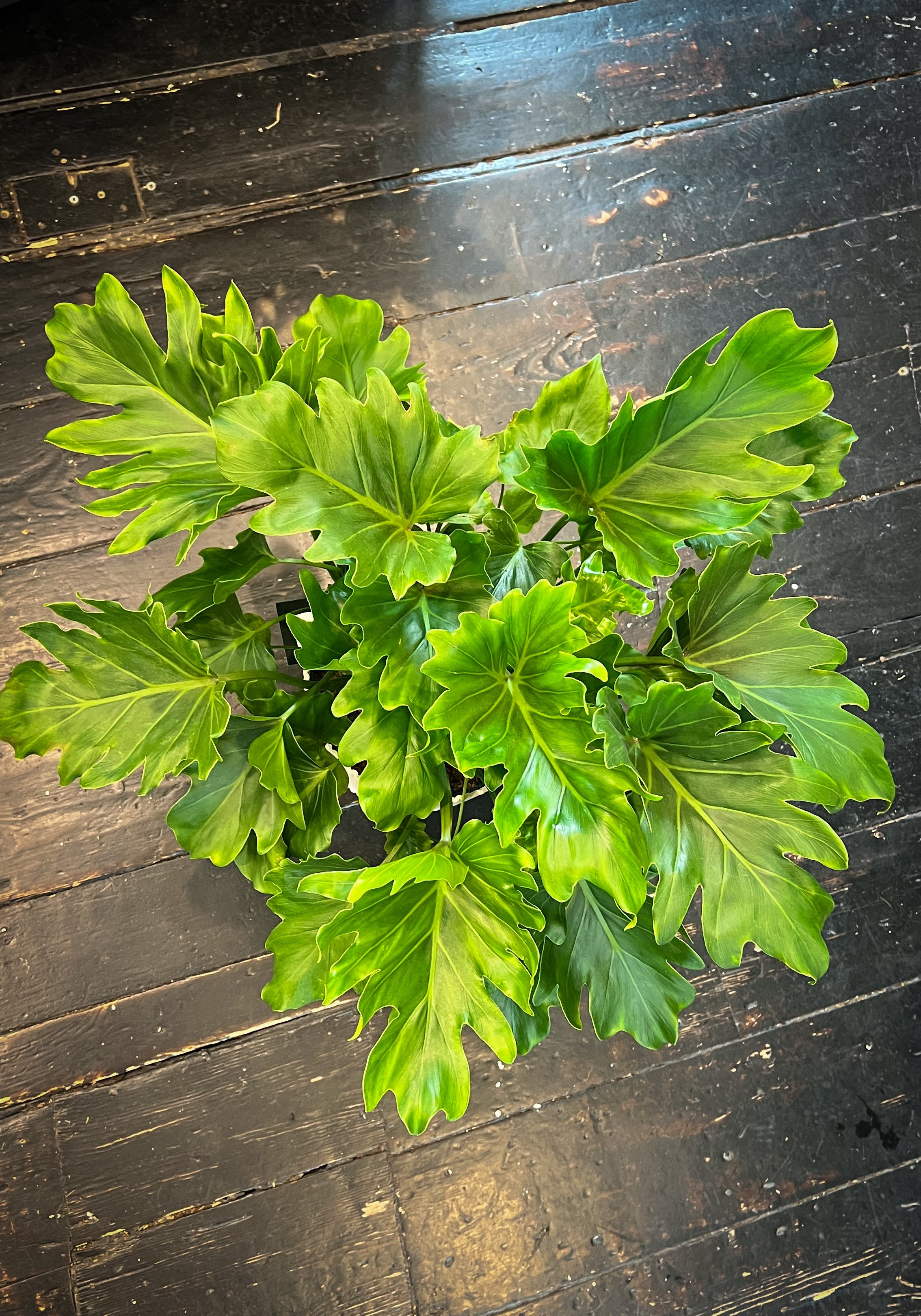 philodendron hope for sale Philodendron Hope Sellum