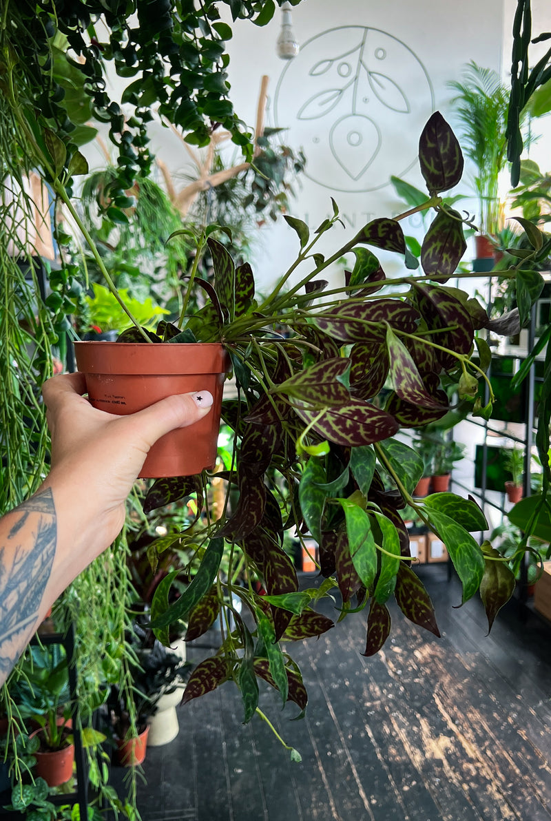 Aeschynanthus 'Marmoratus' Lipstick plant