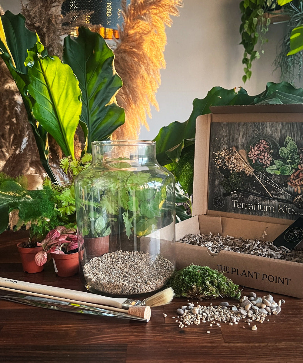 bonsai tree closed terrarium Bonsai Terrarium Tall