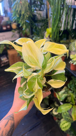 Philodendron scandens 'Rio'