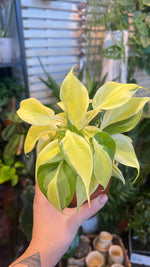 Philodendron scandens 'Rio'